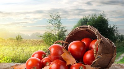 گوجه-قرمز-بیشه-چمنزار-دشت-چمن